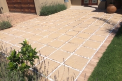 500-x-500-Mushroom-2